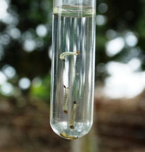larva-dengue