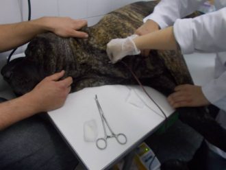 banco-sangue-canino-caes (9)