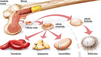 medula