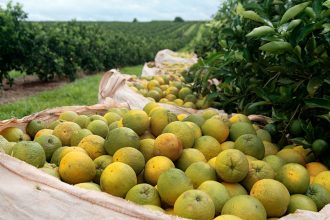 laranja