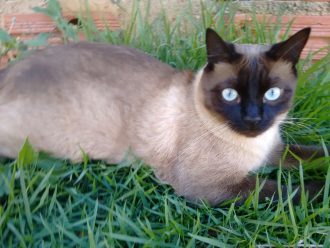gato-desaparecido-2