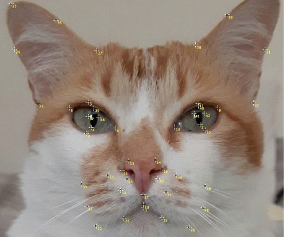 GatoScan