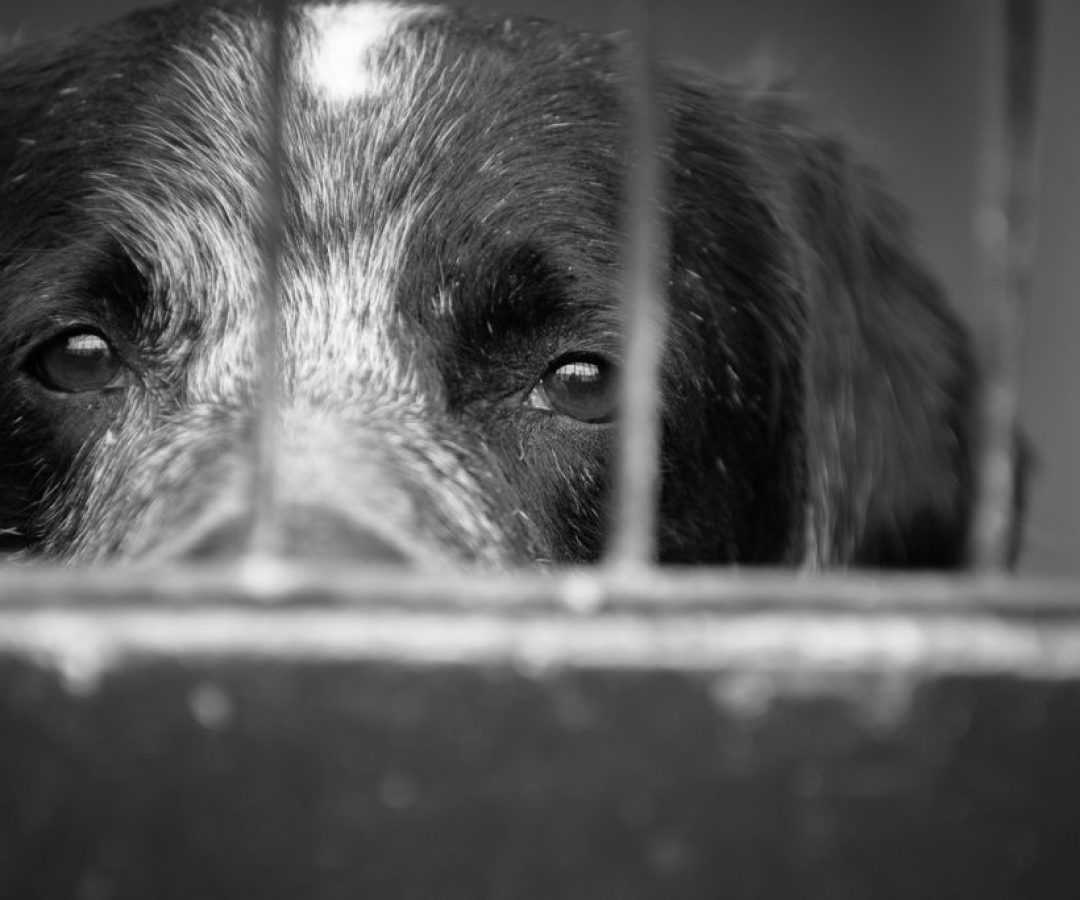 animal-maus-tratos-cachorro-1024x683-1